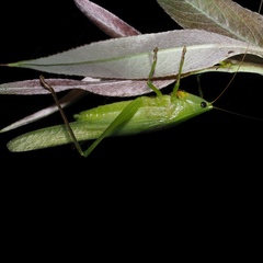 Ruspolia nitidula