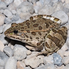 Pelophylax
