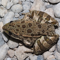 Pelophylax