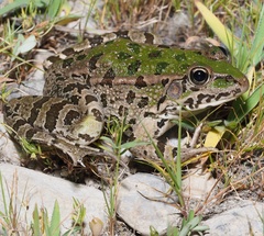 Pelophylax