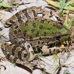 Pelophylax