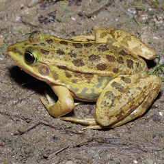 Pelophylax