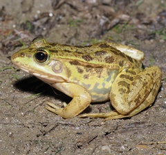 Pelophylax
