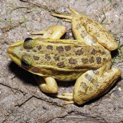 Pelophylax
