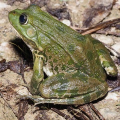 Pelophylax