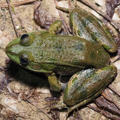 Pelophylax