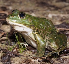 Pelophylax