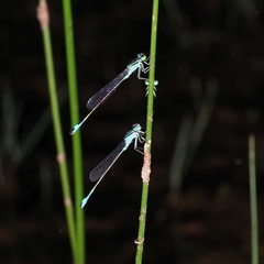 Ischnura elegans