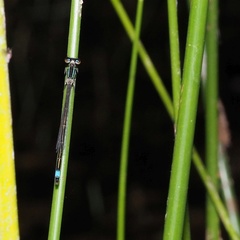Ischnura elegans