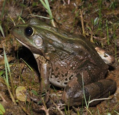 Pelophylax