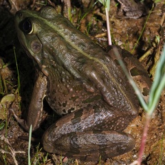Pelophylax
