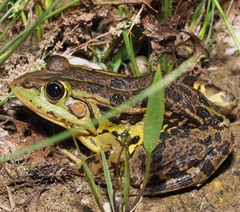 Pelophylax
