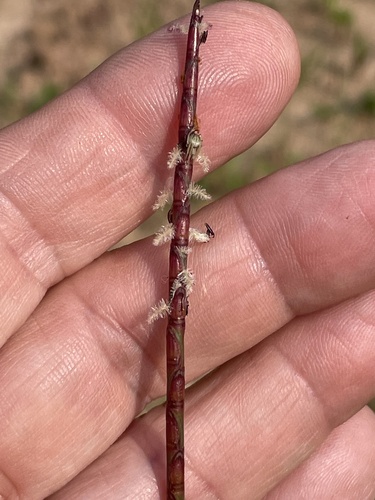 cylinder jointtail grass (Coelorachis cylindrica)