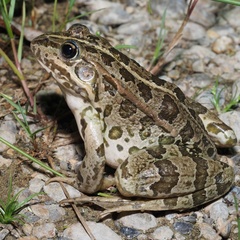 Pelophylax