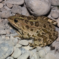 Pelophylax