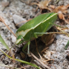 Nezara viridula