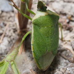 Nezara viridula