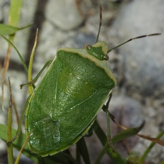 Nezara viridula