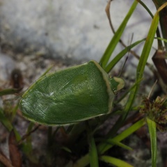Nezara viridula