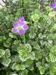 Asystasia gangetica image