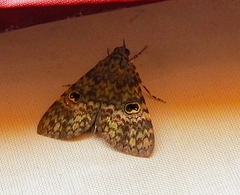 Glenopteris oculifera
