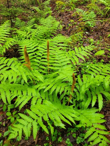 Osmundastrum cinnamomeum