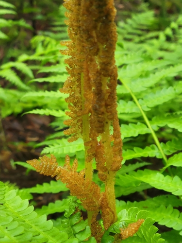 Osmundastrum cinnamomeum