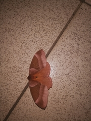 Lepidoptera