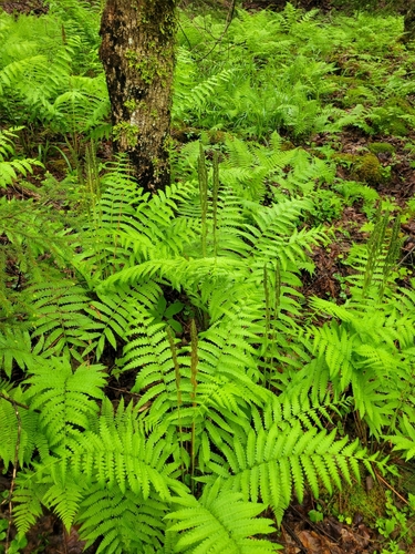 Osmundastrum cinnamomeum