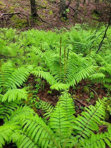 Osmundastrum cinnamomeum