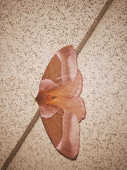 Lepidoptera