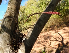 Tillandsia exserta