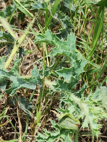 Image of Argemone aurantiaca by (c) Jo Roberts, some rights reserved (CC BY)