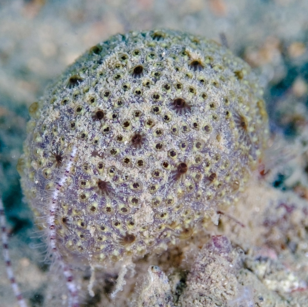 Botryllus renierii