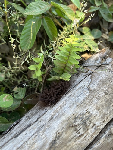 Stemonitis splendens observed 2023-06-07