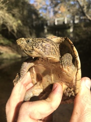 Sternotherus peltifer