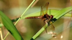 Sympetrum madidum