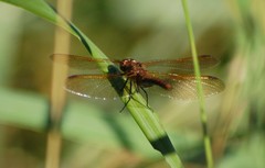 Sympetrum madidum
