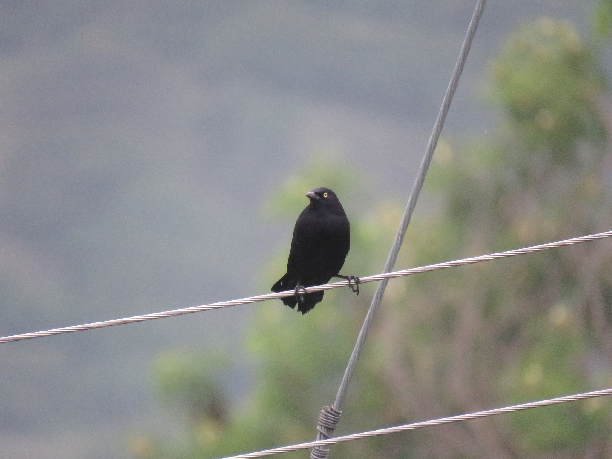 Carib Grackle (Quiscalus lugubris)