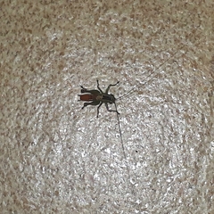 Conocephalus signatus