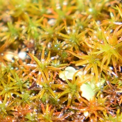 Atrichum selwynii