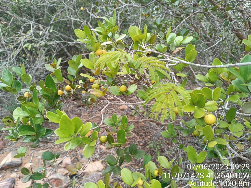 צילום של אראסה קטנת־עלים