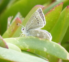 Icaricia icarioides parapheres