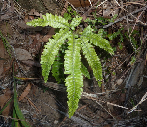 Adiantum hispidulum