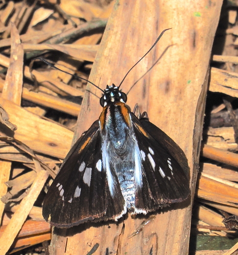 Vettius phyllus