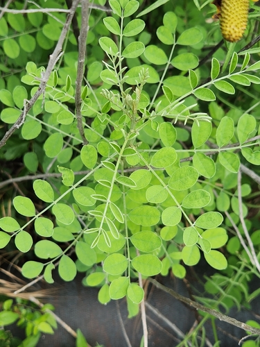 Image of Indigofera lindheimeriana by (c) Jo Roberts, some rights reserved (CC BY)