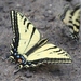 Papilio multicaudata pusillus - Photo (c) Birder20714, osa oikeuksista pidätetään (CC BY-NC), lähettänyt Birder20714