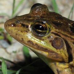 Pelophylax