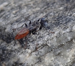 Miscophini