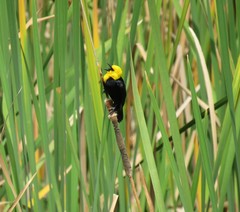 Chrysomus icterocephalus